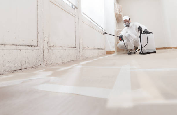 Black mold remediation team in Hillside