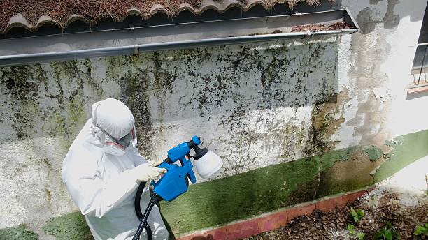 Mold Removal service in Hillside